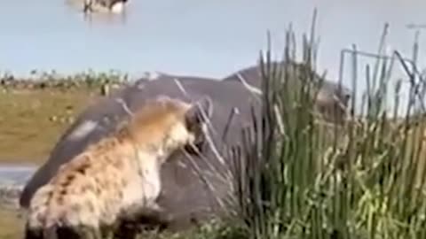 Hyena escapes being split in half