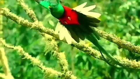 The “QUETZAL “ Sacred Bird” Considered The Rarest Bird In Mayan Legend