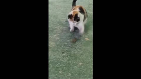 Funny Animals Video 2024 - Funny cats / Funny dogs