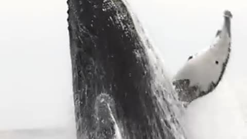 Whale jumps out of water