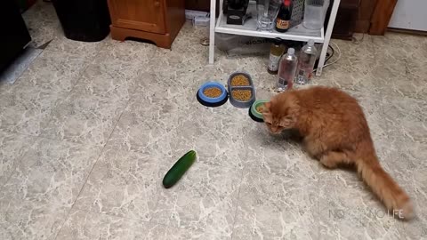 Cats Scared by Cucumbers Compilation funny cute