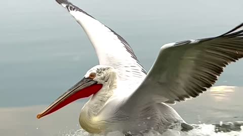 Dalmatian Pelican Lands in Slow Motion