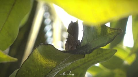 A brown butterfly was in a tree...🦋