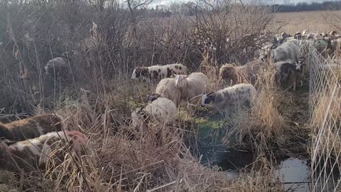 Creek crossing #1 - Winter grazing 2023