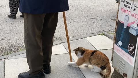 Cat Tries Catching Gentleman's Cane