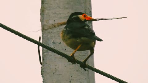 Birds and other birds in nature