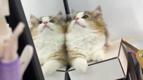 Cat with the mirror