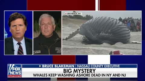 Tucker examines what's behind the deaths of humpback whales