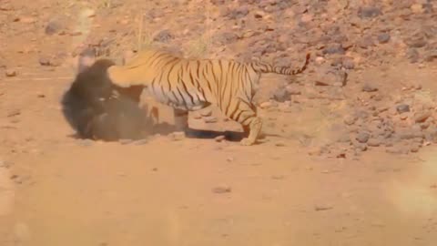 A fierce fight between a herd of bears against a tiger