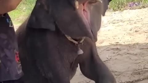 Elephant kids dance