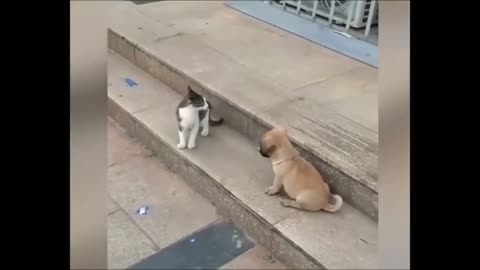 Cat VS Dog Funny Animal Videos 2024