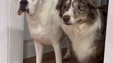 We gotcha sis ,whenever we got appointment #funnydogs #dogskit #dogactor #dogacting