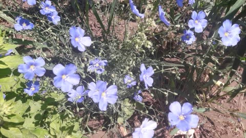 Blue wild flowers