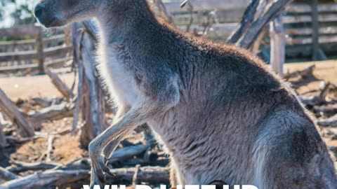 Facts about kangaroos