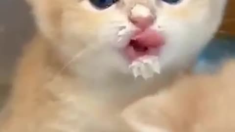 Cute and funny cat