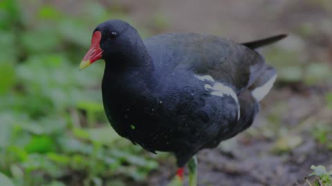 The Moorhen: Close Up HD Footage (Gallinula chloropus)