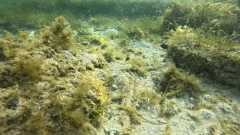 Snorkeling Adventures Philippines Shallow super clear water snorkeling with a lot of sea life around