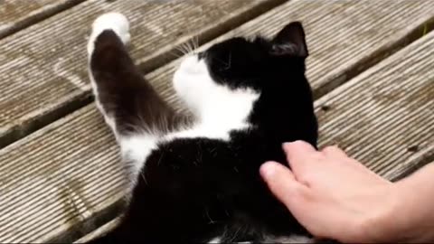 , the cat can understand human's kiss # # the cat