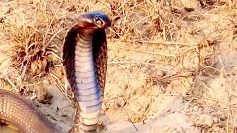 King cobra Vs Lizard #wildanimals #kingcobra #snake #lizard #animals