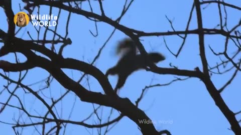 Eagles captures a Goat | Amazing Raptors and Eagle Attacks | Eagles vs Monkey, Fox and Snake