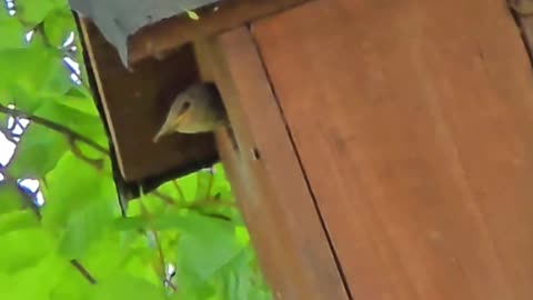 A young bird waits impatiently for its food - at the end it gets a worm.