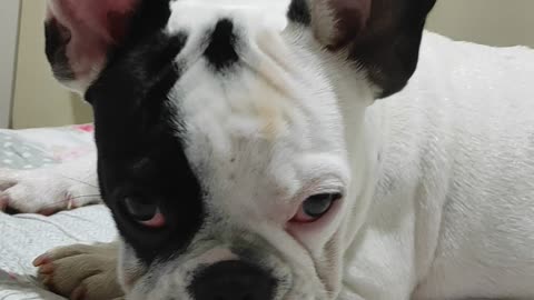 My pets Luna French Bulldog & Lisa Pug