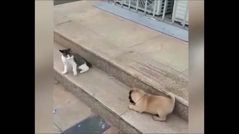 cat vs dog funny video