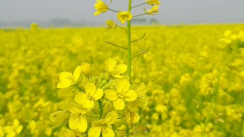 Flower Fields