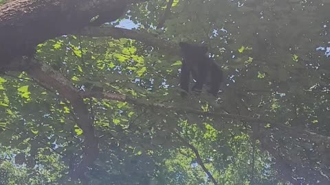 Bear Cubs Hang Out in Tree