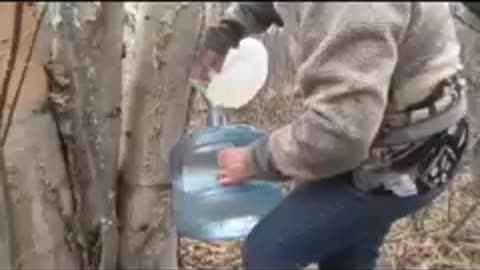 Brenda Gaudry Tapping Birch Trees 🌳