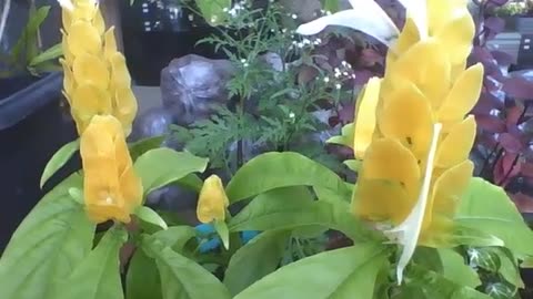 Beautiful celosia plant in the flower shop, the flowers are yellow and different [Nature & Animals]