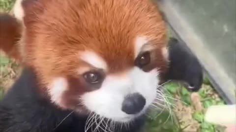 Red Panda eating an apple.. 😊