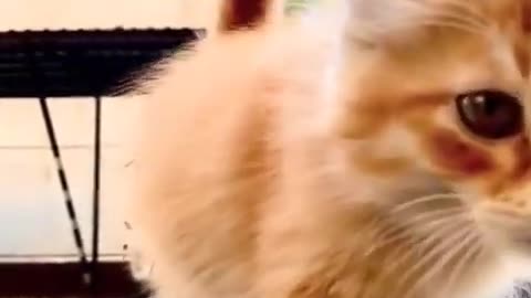 Beautiful Cat Walking - funny cat walking - catwalk #cat #catwalk #walking #relaxing