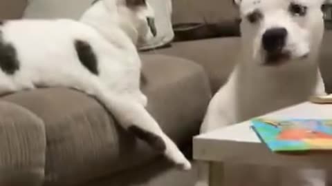 Cat commands dog