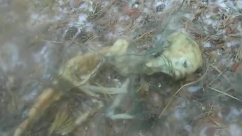 Video of deceased alien being.