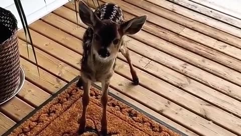 A kind hearted man saved a fawn that was struggling in his swimming pool