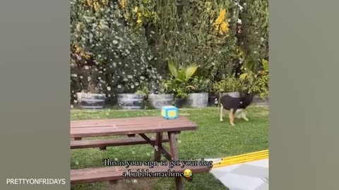 These Dogs Are Living Their Best Lives 😁 Funniest Animal Videos