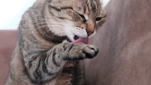 10 Common Cat Behaviors Explained