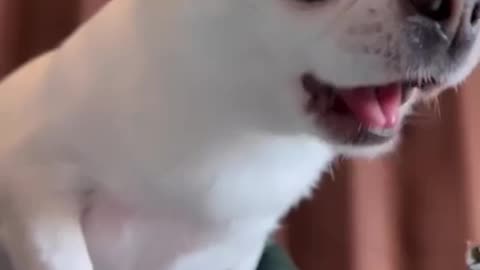 funny cute cat