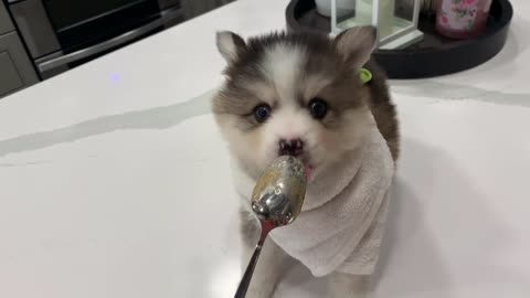 Best Bowtie Pomsky Love - Miles 1st Gen Pomsky Puppy Licking a Peanut Butter Spoon