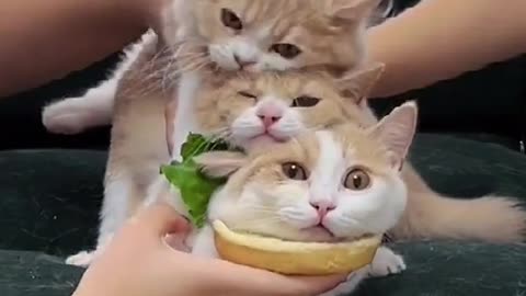 Hamburger🍔🍔😍#fyp #foryou #top #eating #hamberger #cat #pet #animals