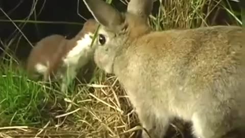 amazing weasel attacks rabbit