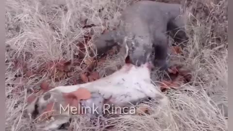 komodo dragon devours sheep still alive