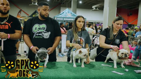 Young French Bulldog Star Micro's Impressive Debut at Dog Show at Just 9 Months