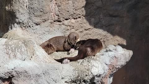 For the Love of Otters