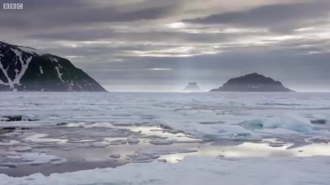 Hungry Polar Bear Ambushes Seal | The Hunt | BBC Earth