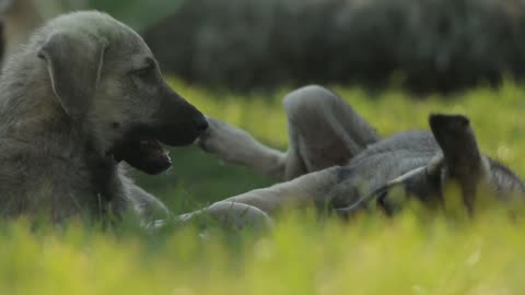 Cute dogs playing