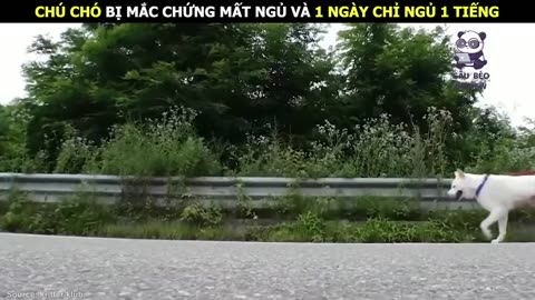 Chàng Trai tốt bụng giải cứu chó mẹ cùng 5 chú chó con dễ thương __ Review Con Người Và Cuộc Sống