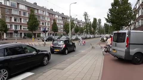 Canada Goose traffic jam