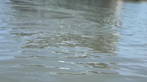 Kayakers Encounter Friendly Manatees